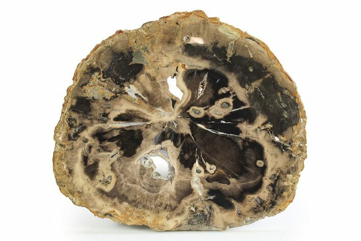 Polished Petrified Wood Round - McDermitt, Oregon #298452